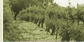 Our wines
